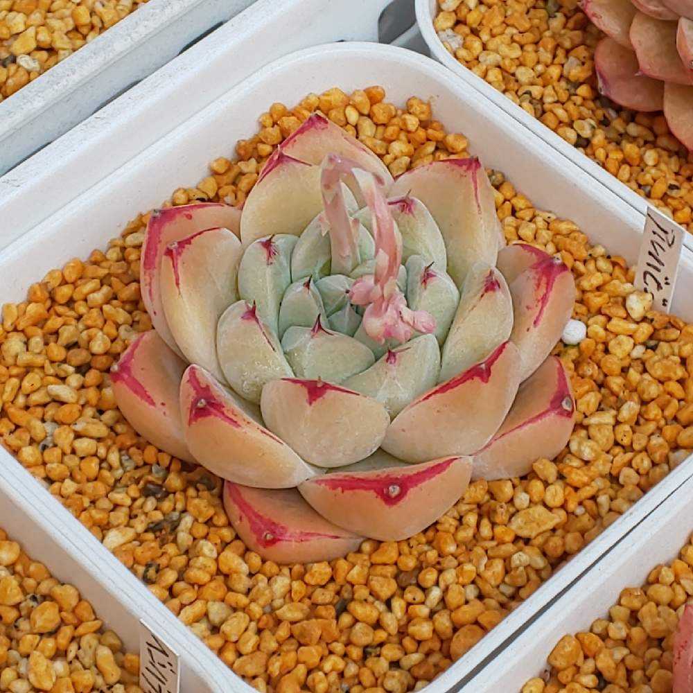 362 アルバビューティーの生長記録 2022.05.19更新｜🍀GreenSnap