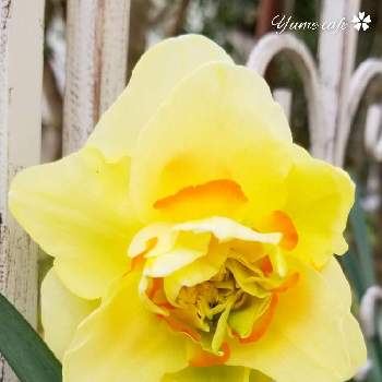 咲きました❣️の画像 by Yume cafeさん | 小さな庭と八重咲き水仙と春が来た♡とありがとう♡と華やかと元気！と美しい♡とおうち園芸と咲きました❣️ともりもりと花のある暮らしとふんわり優しい色と豪華なお花と黄色いお花とマイ♡ガーデン