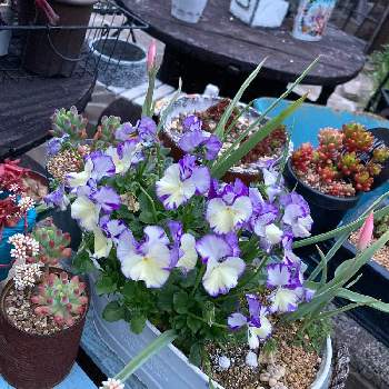 宿根ビオラ の投稿画像一覧 Greensnap グリーンスナップ