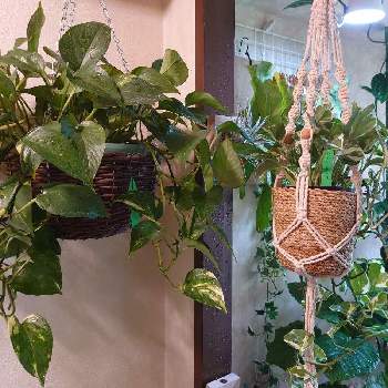 マクラメハンガーの画像 by モンステラプラスさん | インテリアとポトス・エンジョイとポトスとマクラメハンガーとハンギングと植物用LEDと我が家の植物紹介とインテリアグリーン