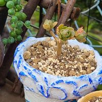 リメイク鉢,可愛い,ありがとう,いただき多肉,おおきくなあれの画像