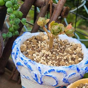 リメイク鉢,可愛い,ありがとう,いただき多肉,おおきくなあれの画像