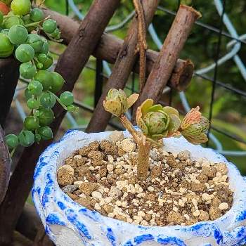 アロマティカス,グラパラリーフ,100均,100円ショップ,植木鉢の画像