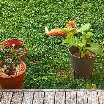 猫ちゃんの画像 by はねっちさん | 広い庭とミーパパと猫ちゃんとおうち園芸