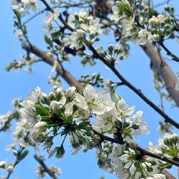 スモモの花の投稿画像一覧 Greensnap グリーンスナップ