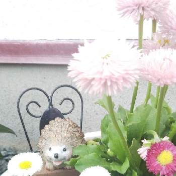 チロリアン・デージーの画像 by あずさん | 小さな庭とデージーとチロリアン・デージーと癒しとGS日和と緑のある暮らしとガーデニング初心者とお迎えとガーデニングと花のある暮らしと遊ばれ庭