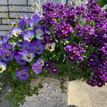 春だね〜の画像 by shiiさん | アプローチと癒される♡とビオラ・パンジーとありがとう♡とメネシア☆とマイガーデンとエレモフィラ ニベア＊と花のある暮らしと花の寄せ植えと紫のお花と春だね〜