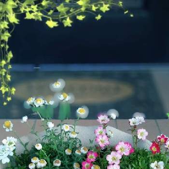 クモマグサ（雲間草）の画像 by スヌーピーさん | 玄関とラミウムと花かんざしとクモマグサ（雲間草）