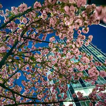 出張先の画像 by ロッコさん | お出かけ先とさくら サクラ 桜とさくらさくら咲け咲けさくらとさくら さくらと桜フォトコン2022とさくら 桜 サクラと出張先とさくら
