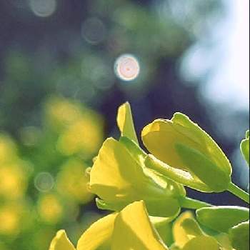 なのはなの画像 by 夢遊歩人ꕤTOTOROGAOꕤさん | 広い庭となのはなとナノハナと#お家園芸と庭からの花便りとありがとう♡とマイガーデンとはなのある暮らしと#ガーデニングと幸せの黄色いお花とＧＳの皆様に感謝と見てくれてありがとう☺︎と平和を願う☆と大好きな花と武器よ　さらばꕤと＃花友とげんき！と＃花が好きと#写真好きと素敵な朝と花が好きとビタミンカラーとビタミンカラー✨