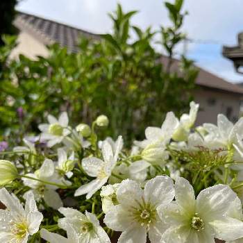 今朝の庭。の画像 by m ユミさん | 小さな庭とスマホ撮影と花のある生活と鉢植えと花いろいろと今朝の庭。と美しい雫たちと純白マニアとお花大好