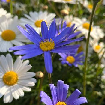 ブルーデイジー❇︎の画像 by tumuの桃さん | ブルーデイジー❇︎とウクライナに平和をとノースポール。とありがとう♡と青い花とGSに感謝。と平和を願う☆と青い花大好き❤とかわいいと❤️癒されてと白い花♡