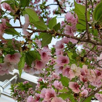 陽光桜の画像 by みっちーさん | お出かけ先と陽光桜と私の誕生日とピンクと綺麗と見事に咲き誇ってるとなんだろう〜？とiPhone撮影
