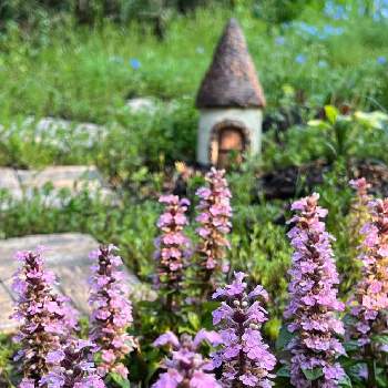 アジュガ ゴールドライムの画像 by shizukuさん | アジュガ ゴールドライムとアジュガ　マーブルライムとピンクの花とshizuku's gardenとshizuku's work