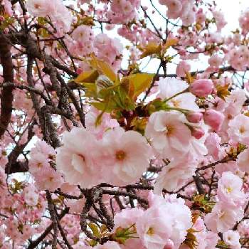 さくら満開の画像 by みいちゃんさん | 八重桜満開と八重の花とさくら さくらと桜さくらサクラとさくら満開とやえざくらとさくらとさくら桜サクラ