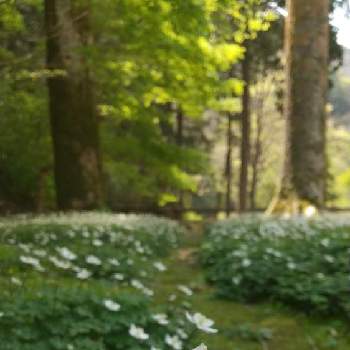 純白の花の画像 by お伽草詩さん | お出かけ先とニリンソウと群生と地元のキャンプ場と風通しの良い場所と山野草と春の風景と魅力的と素敵な色合いと木漏れ日の中と可愛いと開けた場所と小さな花と喜びと純白の花