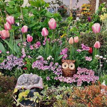 癒しを求めての画像 by White Roseさん | 小さな庭と花時間と癒しを求めてとピンクの花と南側の庭と金魚草☆