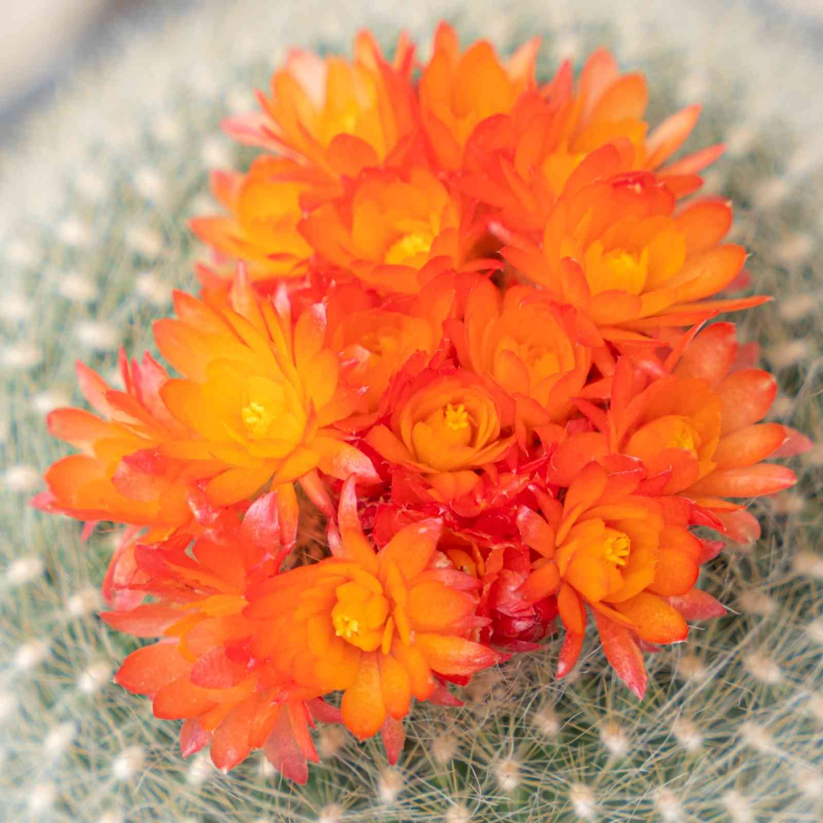 今朝咲いているさぼてんたち 昼花追加‼️｜🍀GreenSnap（グリーン