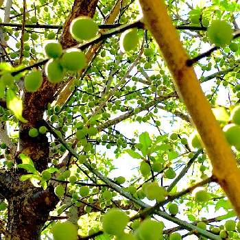 実がなる木の画像 by ハルさん | 広い庭とウメと実がなる木と庭の果樹・果実と平和を願う☆と4月の庭
