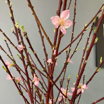 桃の花の画像 by matsuさん | 部屋と桃の花と桃の花＊とニューヨークとホームと花いろいろと花束