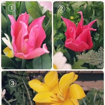 寄植えの一部の画像 by junmamaさん | チューリップとチューリップ.バーガンディレース？と不思議と春のお花と寄植えの一部