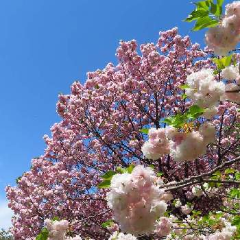 八重桜 松月の画像 by elikoさん | お出かけ先とサクラと八重桜 松月と八重桜 関山と桜フォトコン2022