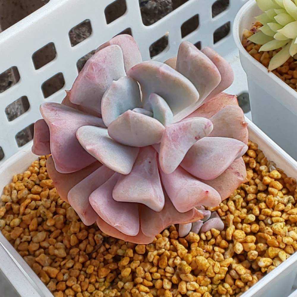 050 キュービックフロスト①の生長記録 Vol.2 2022.05.19更新