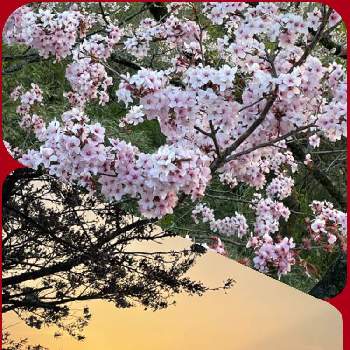 春ですね♡の画像 by あやりんさん | お出かけ先と桜 さくらと素敵♡と春ですね♡とステキ✨と夕陽に映える富士山♡