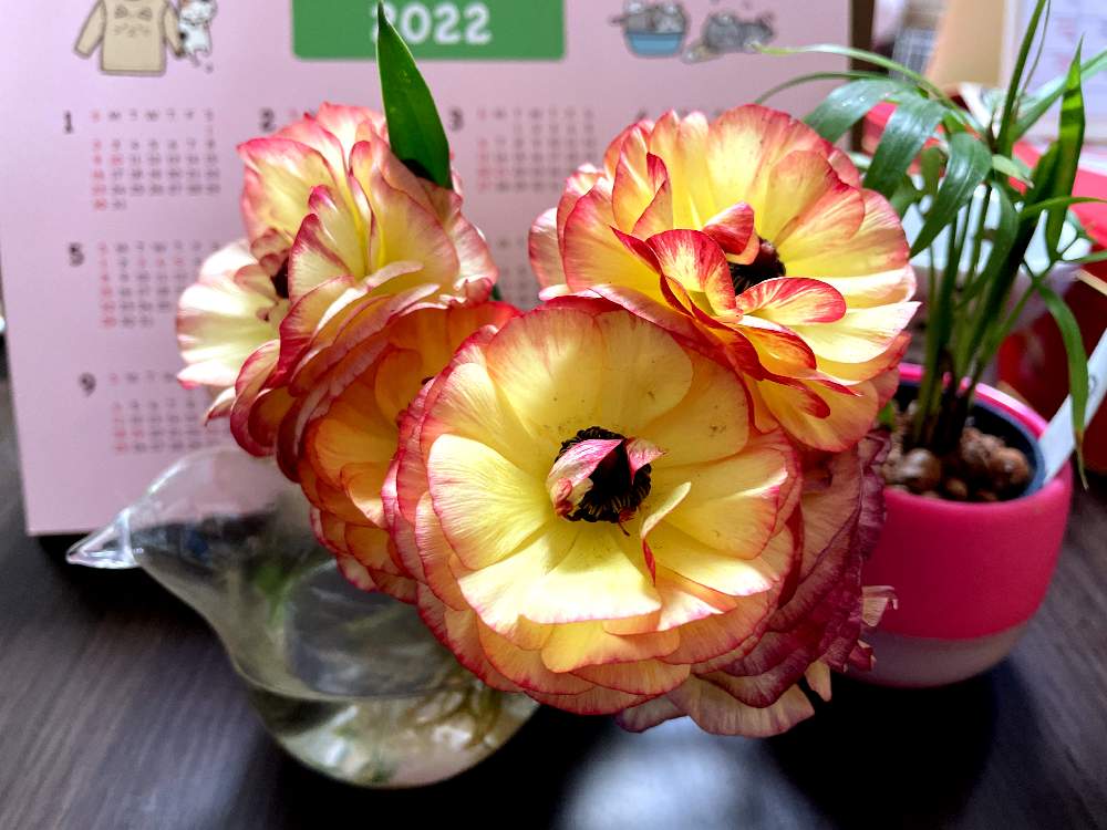 テーブルヤシの投稿画像 By くまさん ラナンキュラスとデスク 22月4月12日 Greensnap グリーンスナップ Greensnap グリーンスナップ