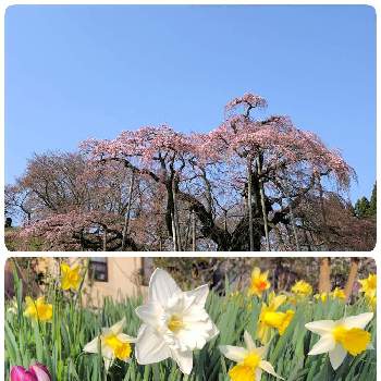 ラッパ水仙の画像 by マー爺さん | お出かけ先と三春の滝桜とラッパ水仙とチューリップ