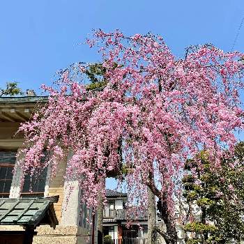  桜の花の画像 by いちさん | お出かけ先と青空と春の訪れと 桜の花と桜フォトコン2022