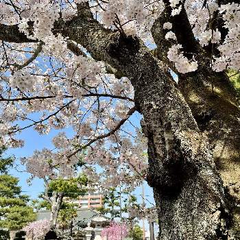  桜の花の画像 by いちさん | お出かけ先と青空と春の訪れと 桜の花と桜フォトコン2022