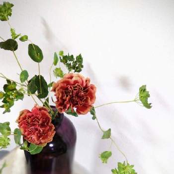 ブプレリウム の投稿画像一覧 Greensnap グリーンスナップ