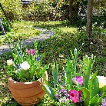 義父から託された庭の画像 by kaoringsさん | 広い庭とムスカリとチューリップ カルガリーとバコパとチューリップとチューリップ・クインオブナイトとミックス植えと春爛漫とうれしいな♪と寄せ植えとガーデニング大好きと花のある生活とナチュラルなガーデンを目指してと春が来たと青い花とナチュラルガーデンと秋植えは春へのギフトとゼロからの庭造りと義父から託された庭と鉢植えとガーデニングと花のある暮らしと白い花と紫の花と伊勢志摩