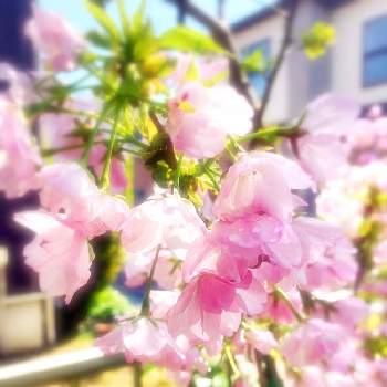 一才桜 旭山の画像 by yoshi☘️さん | 小さな庭と一才桜 旭山とみどりのある暮らしと春のお花と春の色彩＾＾綺麗と良い天気と一才桜旭山と元気に育ててますよと青空