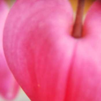 ハートみっけ⤴️の画像 by mimozaさん | 小さな庭とタイツリソウと真っ赤な火曜日とハートみっけ⤴️