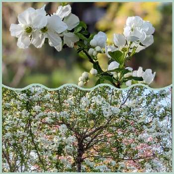 サクラ✽の画像 by 秋草さん | 広い庭とリキュウバイとサクラと白い花と春色✽とサクラ✽とリキュウバイ✽