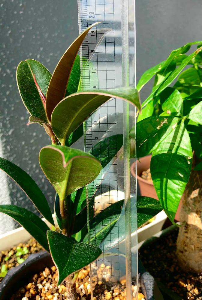 インドゴムの木(フィカスエラスティカ)の成長🌿｜🍀GreenSnap