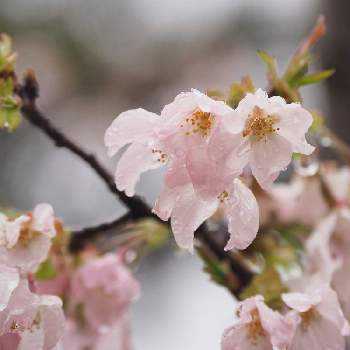 サクラの投稿画像一覧 Greensnap グリーンスナップ