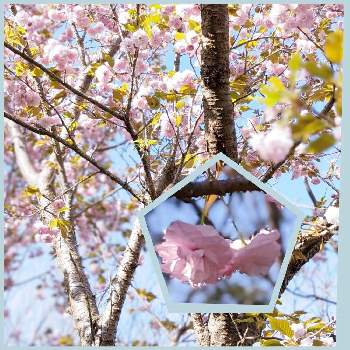 春色✽の画像 by 秋草さん | 広い庭とサクラと松前桜とピンクの花と桜フォトコン2022とピンクワールドへ ようこそとサクラ✽と春色✽