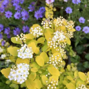 バラ科シモツケ属の画像 by cotaQuiさん | 小さな庭とスピレア　ゴールドファウンテンとコデマリと花木とバラ科と鉢植えとバラ科シモツケ属
