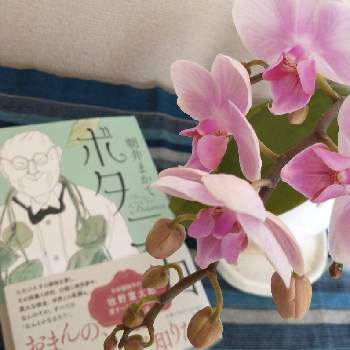 本を読むの画像 by hiroさん | ウクライナに平和をとピンクの花が好きと医療関係者に感謝と牧野富太郎博士。とJuneの会とビューティーシーナ・ランランと春るんるん♡とコロナに負けるな‼️とミディ胡蝶蘭ピンクと記念picと本を読む
