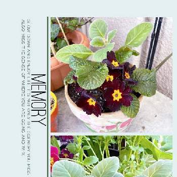 グロキシニアの投稿画像一覧 Greensnap グリーンスナップ