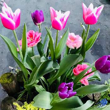 #2020春のガーデニングの画像 by みーたんさん | 小さな庭とピンク系と今日も笑顔で♡と春のお花と今日のチューリップと春の寄せ植えとピンク！ピンク！ピンク！とピンクの花と春の花たちと寄せ植えと チューリップと今日のお花とピンクと今日の花とピンクのお花と#2020春のガーデニングと花のある暮らしと寄せ植え大好き