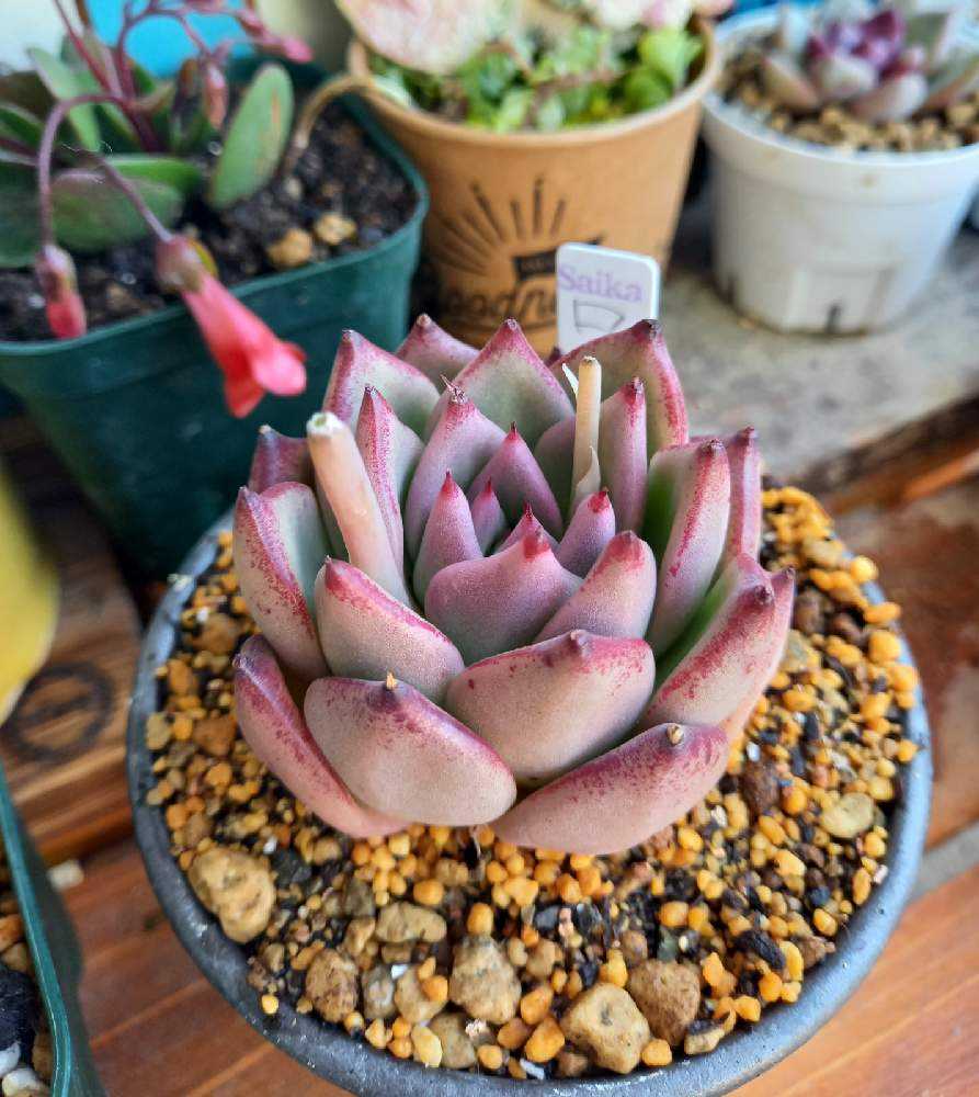 603🌹😇ロメオ タウラス レッドエボニー｜🍀GreenSnap（グリーンスナップ）