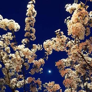 お月様の画像 by みどりのみどりさん | ソメイヨシノと春のお花とNo  more warと春が来たとお花見と夜桜とお月様とチーム新潟と武器ではなく花を