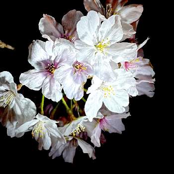  桜の花の画像 by magentaさん | お出かけ先と 桜の花