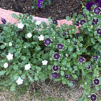 ネモフィラペニーブラックの投稿画像一覧 Greensnap グリーンスナップ