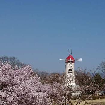  桜の花の画像 by ハリハリ仮面さん | お出かけ先と 桜の花と桜フォトコン2022とさわやか信州と伊那市鳩吹公園とチーム長野と信州にも春が来た‼️と花のある暮らし