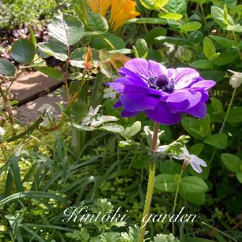 アネモネ・ポルトの画像 by キントキさん | 小さな庭とアネモネ・ポルトと青い花と南の庭☀️と小庭のある暮らしと「戦争のない、平和な世界に」